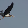 lesser adjutant stork