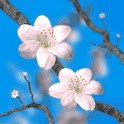 Pink Cherry Blossom In Tree logo