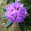 Rhododendron