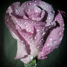 by Anand Kumar - Flowers Single Flower