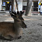 Sika deer