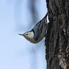 White-breasted Nuthatch