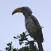 yellow billed hornbill