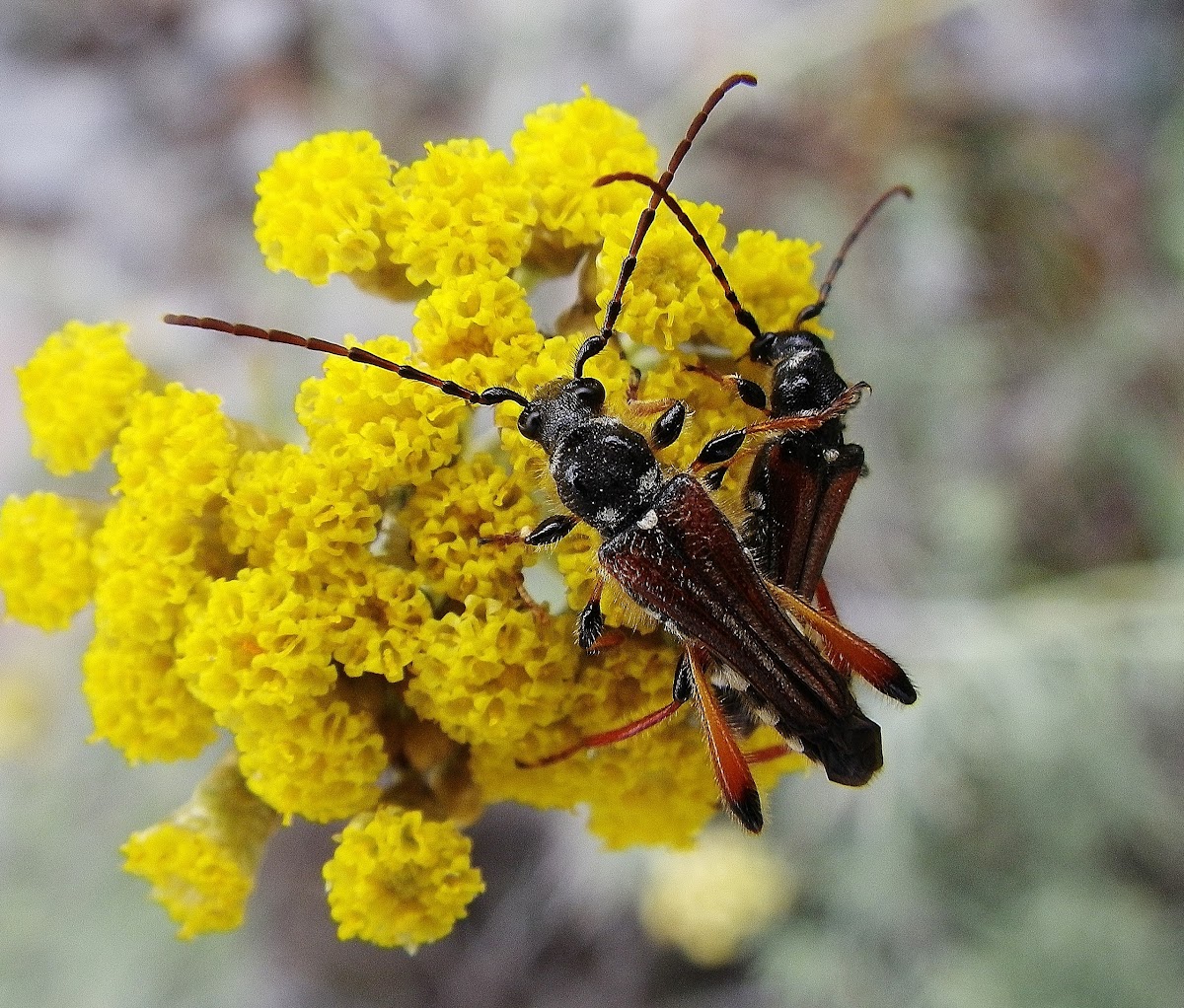 Round-necked Longhorn Beetle