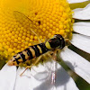 Long Hoverfly; Mosca de las Flores Esbelta