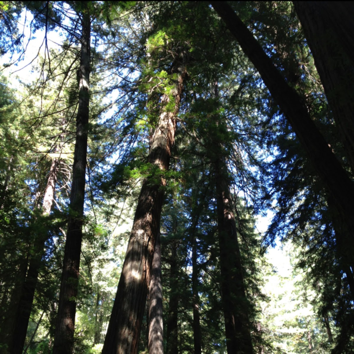 Coastal redwood