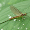 Mayfly