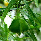 Yellow Oleander