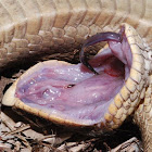 Eastern hog-nosed snake