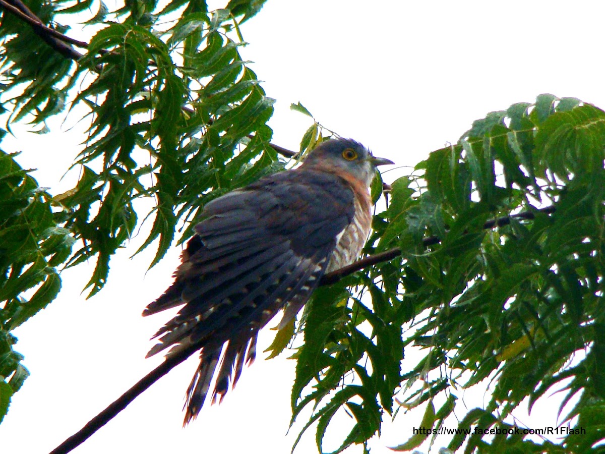Common Hawk-Cuckoo