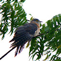 Common Hawk-Cuckoo