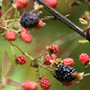 Black Berries