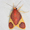 Trichromia Moth