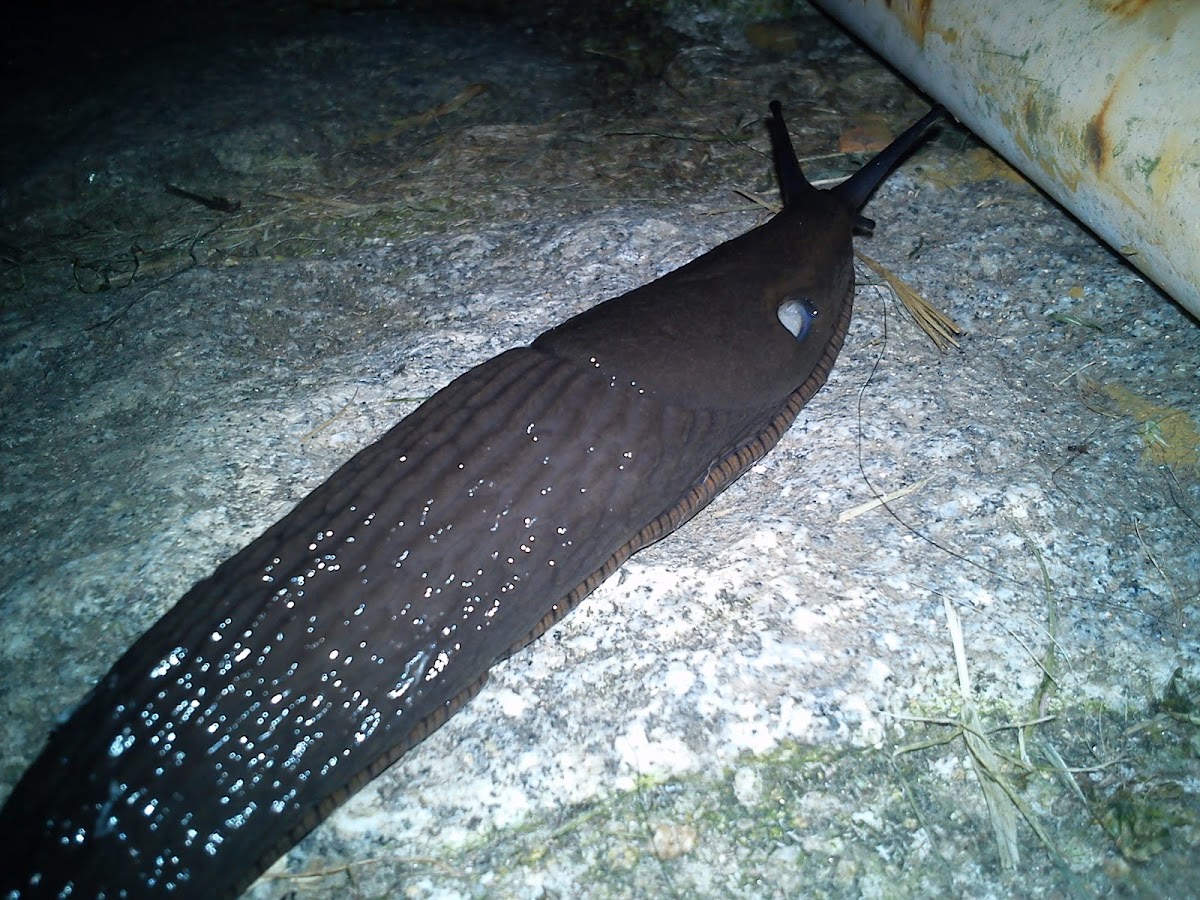 Babosa negra (ES) Black slug (EN) Lesma negra (Gal)