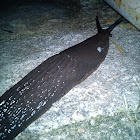Babosa negra (ES) Black slug (EN) Lesma negra (Gal)