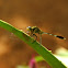 Green Marsh Hawk