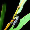 Botany Bay Diamond Weevil