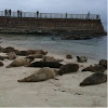 Pacific Harbor seals