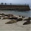 Pacific Harbor seals
