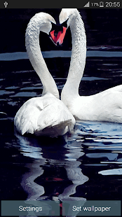 Swan Love