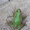 Green and Golden Bell Frog