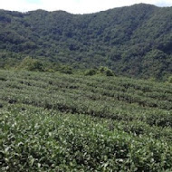 台灣農林熊空茶園