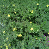 Shrubby Cinquefoil