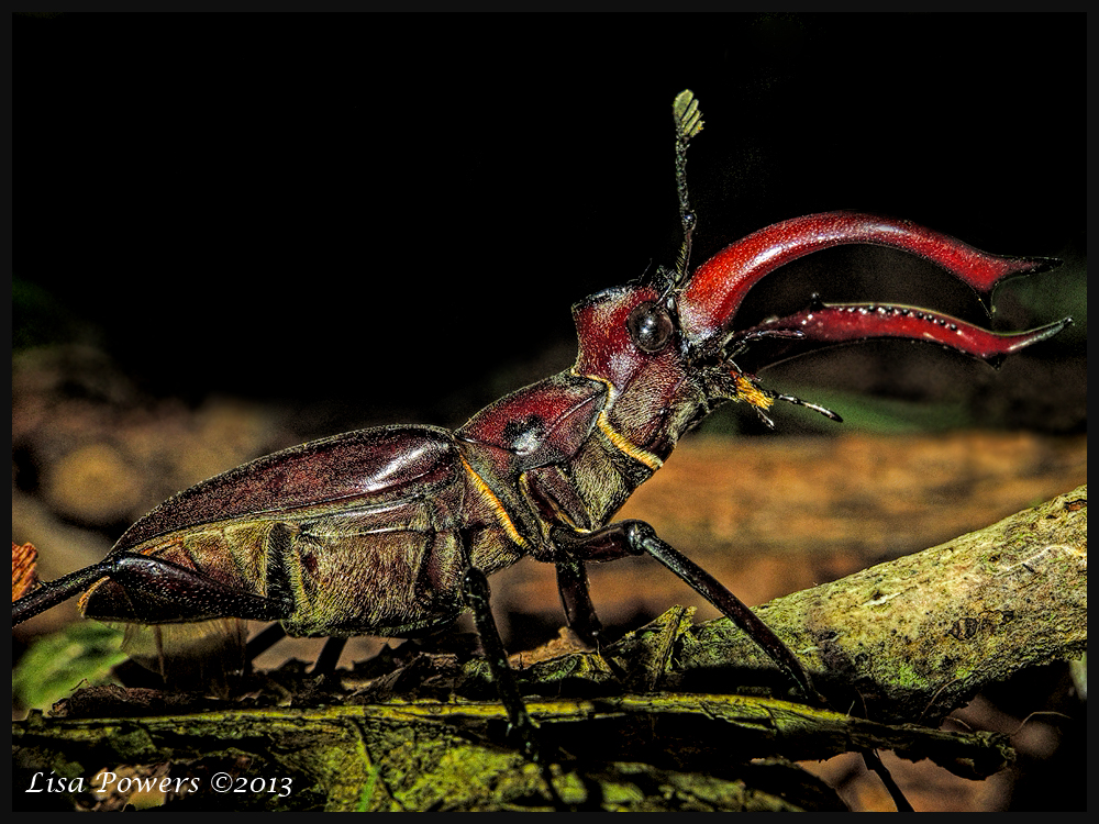 Giant Stag Beetle