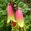 Native Fuchsia