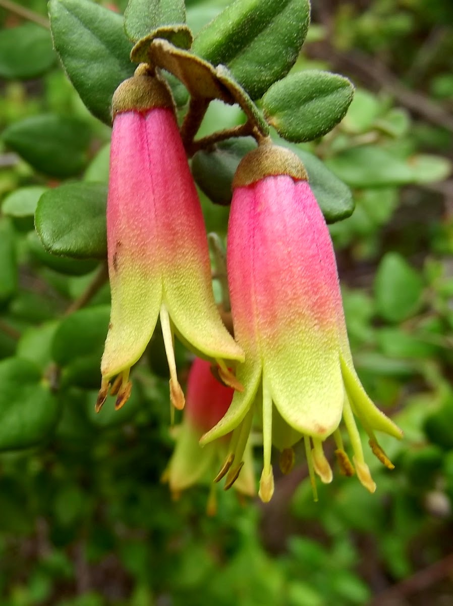 Native Fuchsia