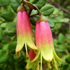 Native Fuchsia