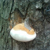 Shelf mushroom/Trud