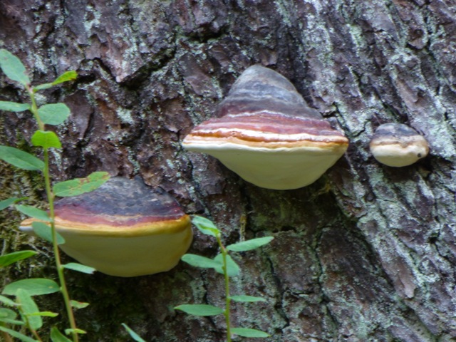 Red-Belted Polypore
