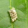 Unidentified bug eggs