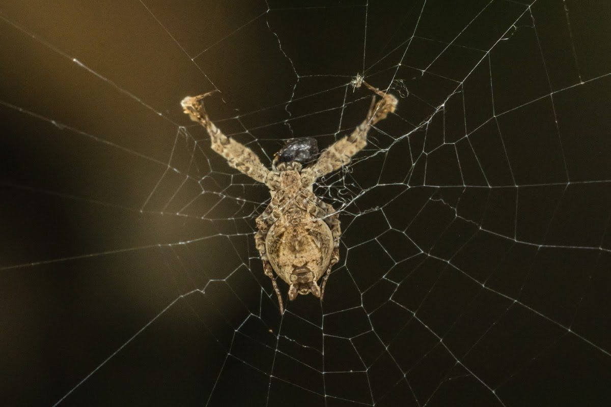 Uloboridae spider.