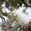 Sulphur-Crested Cockatoo