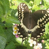 Palamedes swallowtail