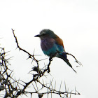 Lilac Breasted Roller