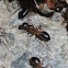 Night sugar ants