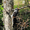 Hairy Woodpecker