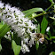 White flower stem ? with bee