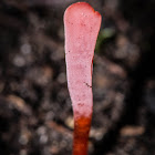 Clavulinopsis sulcata
