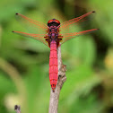 Ramburi red parasol