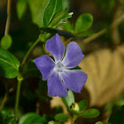 Periwinkle