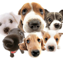 Dogs Live Wallpaper icon