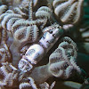 Xenia Soft Coral Shrimp