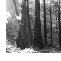 Redwoods