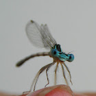Damsel fly