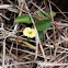 Yellow bloom Unknown