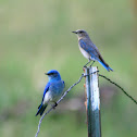 Mountain Bluebird